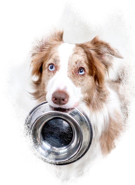 Dog with bowl on mouth