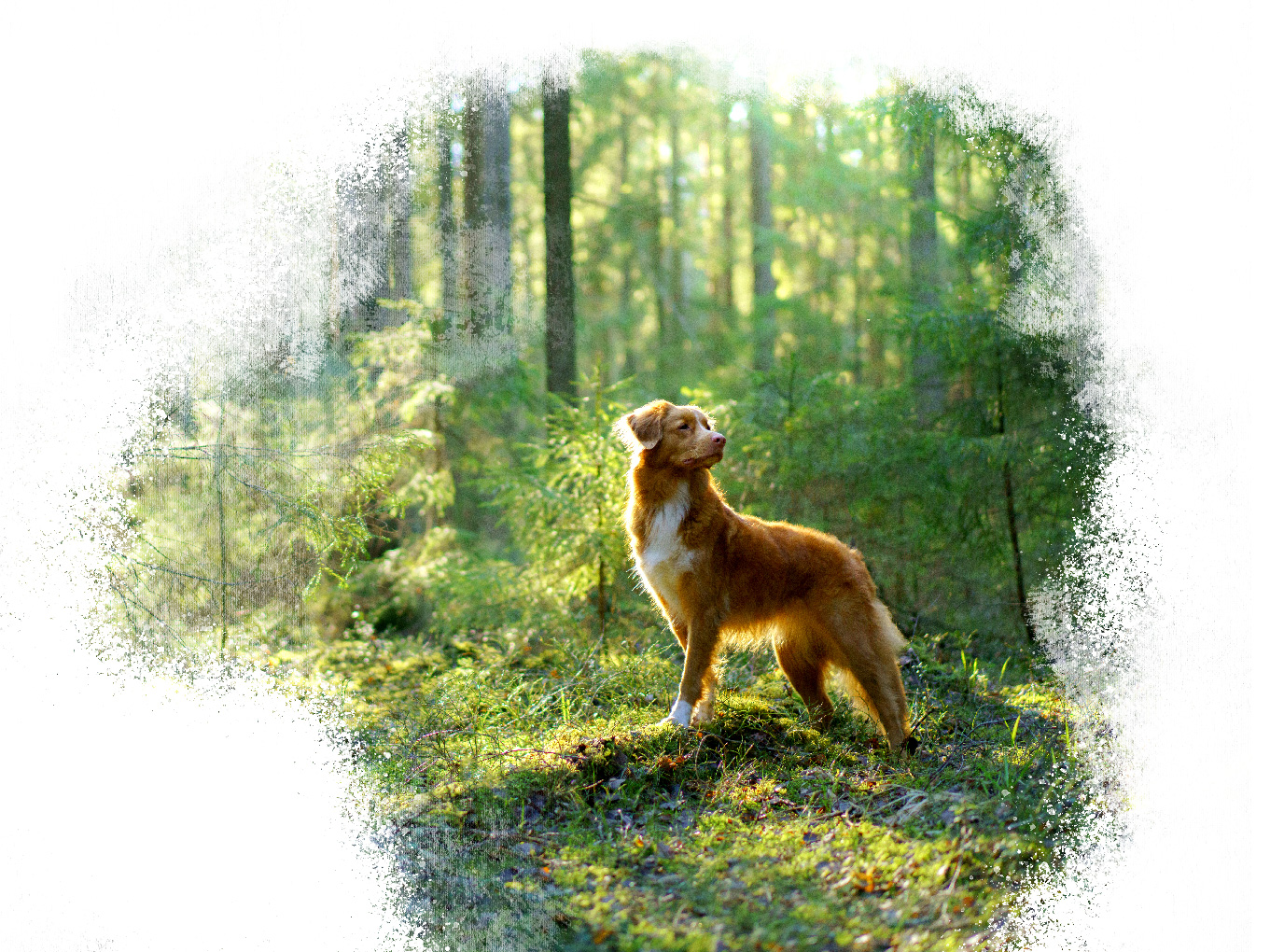 Naturally healthy, dog in forest