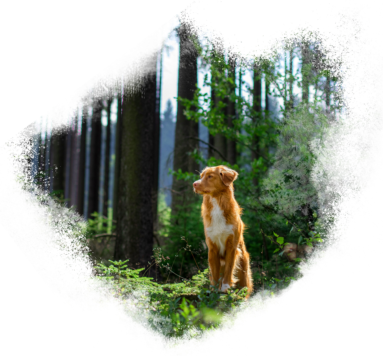 Dog into forest