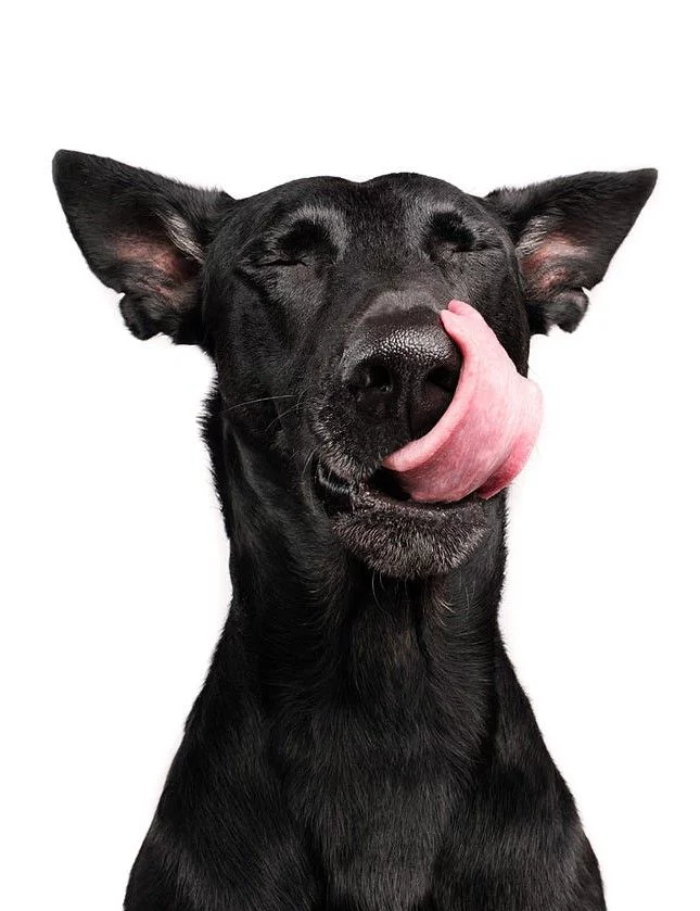 black dog 